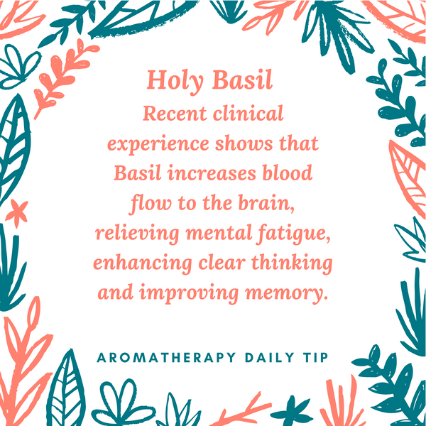 HOLY BASIL ESSENTIAL OIL TIP