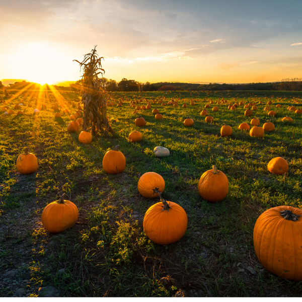 The Best Pumpkin Spice Fall Essential Oil Blend