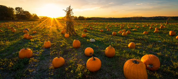 How to make a pumpkin spice sugar scrub with essential oils DIY recipe