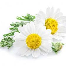 Chamomile Essential Oil Profile