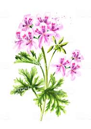 Geranium Essential Oil Profile