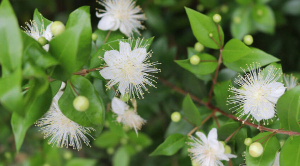 Green Myrtle Essential Oil