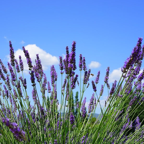 Lavender Essential Oil Profile