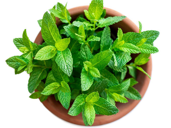 Peppermint Essential Oil Profile