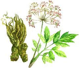 Angelica Root Essential Oil Wild harvest