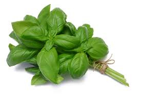 Basil Sweet Essential Oil