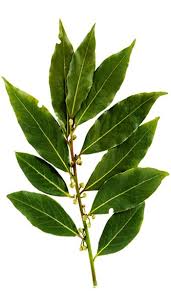 Bay Laurel Essential Oil