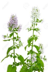 catnip organic essential oil