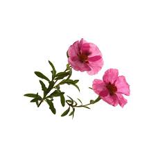 Cistus Absolute Essential Oil