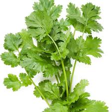 Coriander Essential Oil