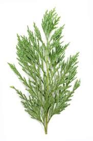 Cypress Organic Essential Oil