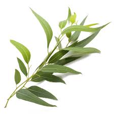 Eucalyptus Radiata Essential Oil Certified Organic