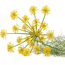 sweet fennel essential oil