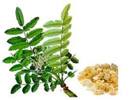 Frankincense Serrate essential oil