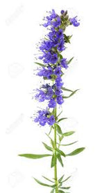 Hyssop 1.8 Cineol Essential Oil Certified Organic