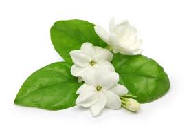 Jasmine Sambac Absolute  Essential Oil