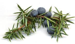 Juniper Berry  Essential Oil Organic