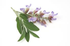 Sage  Essential Oil