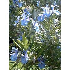 Rosemary Tuscan Blue Organic Essential Oil