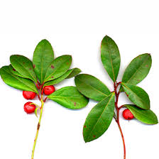 Wintergreen Essential Oil